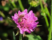 Mi son goduto la peonia dello Zucco e non solo ! – 25magg26 - FOTOGALLERY